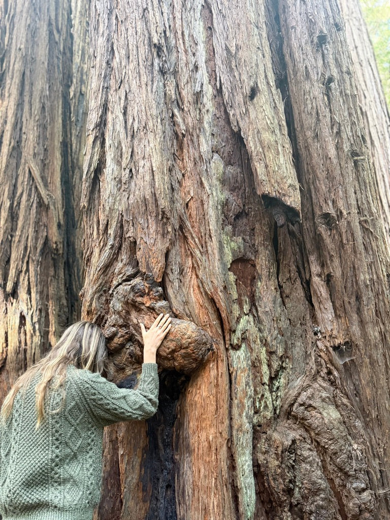 Colleen resting her hands and forehead against a towering tree