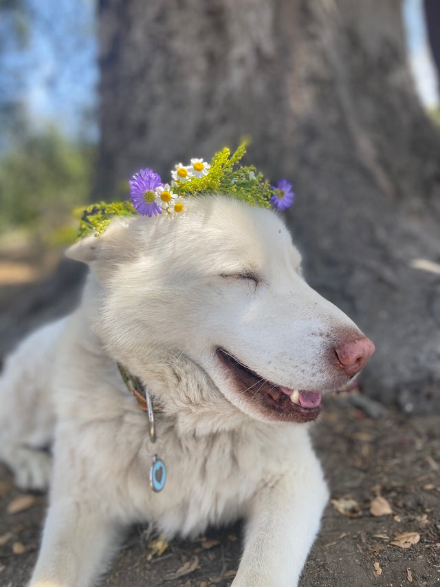 A white dog resting beneath a tree with a crown of small wildflowers