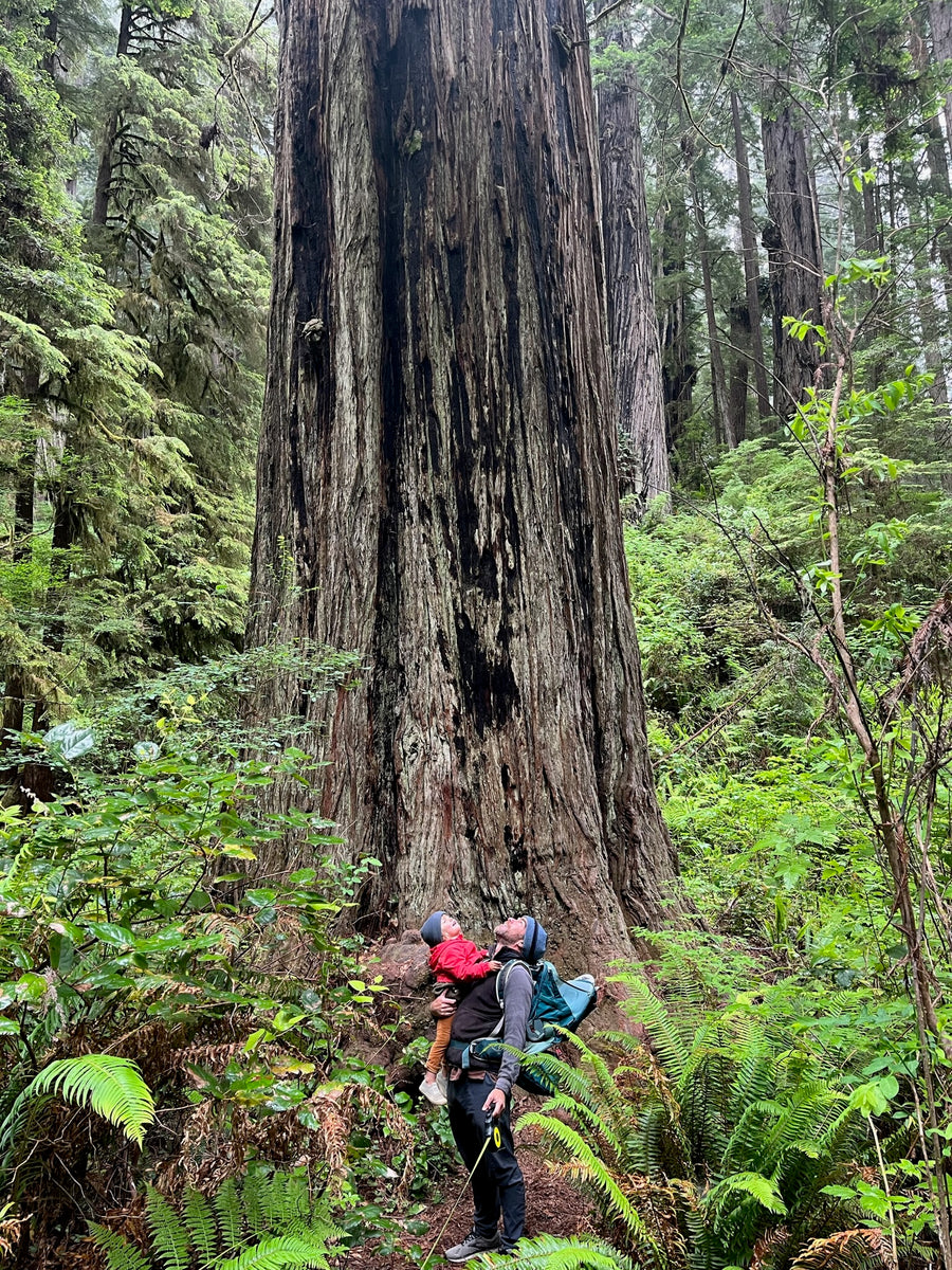 Mathew and Willow looking up at a towering tree in the forest