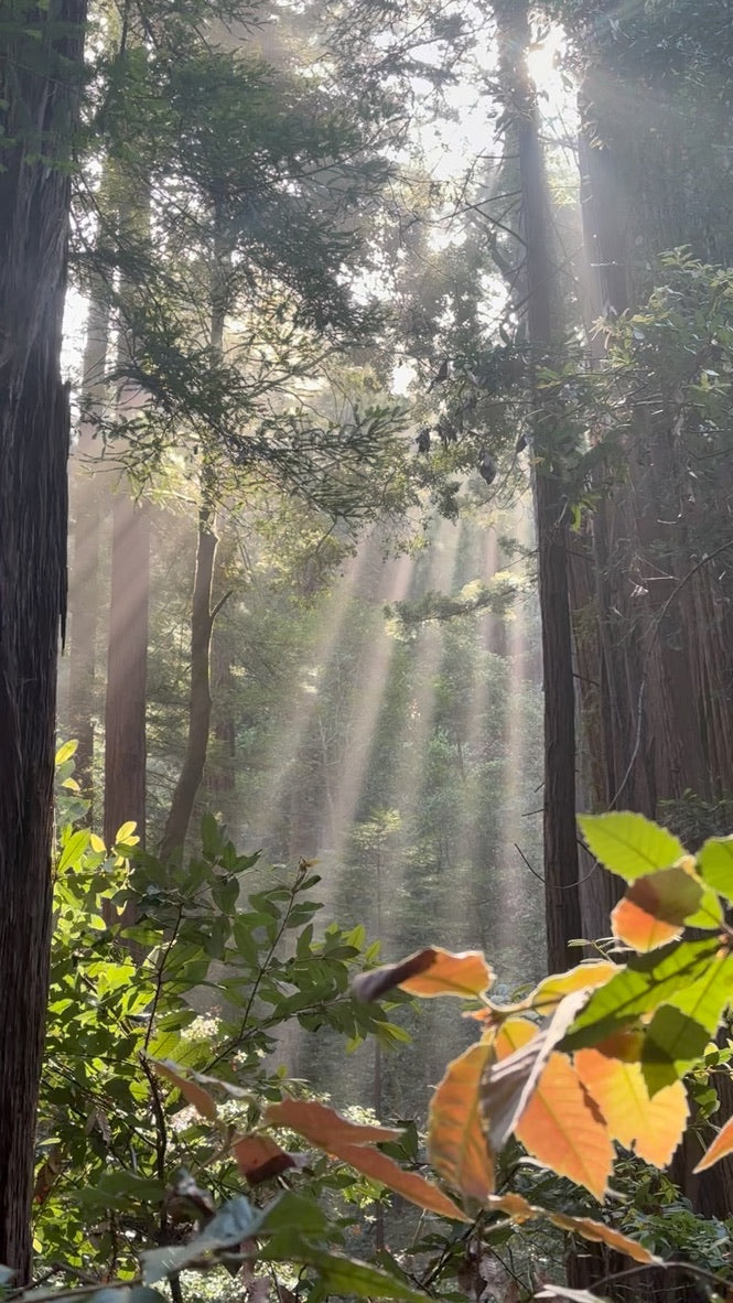 Sunlight streaming through tall forest trees and green leaves