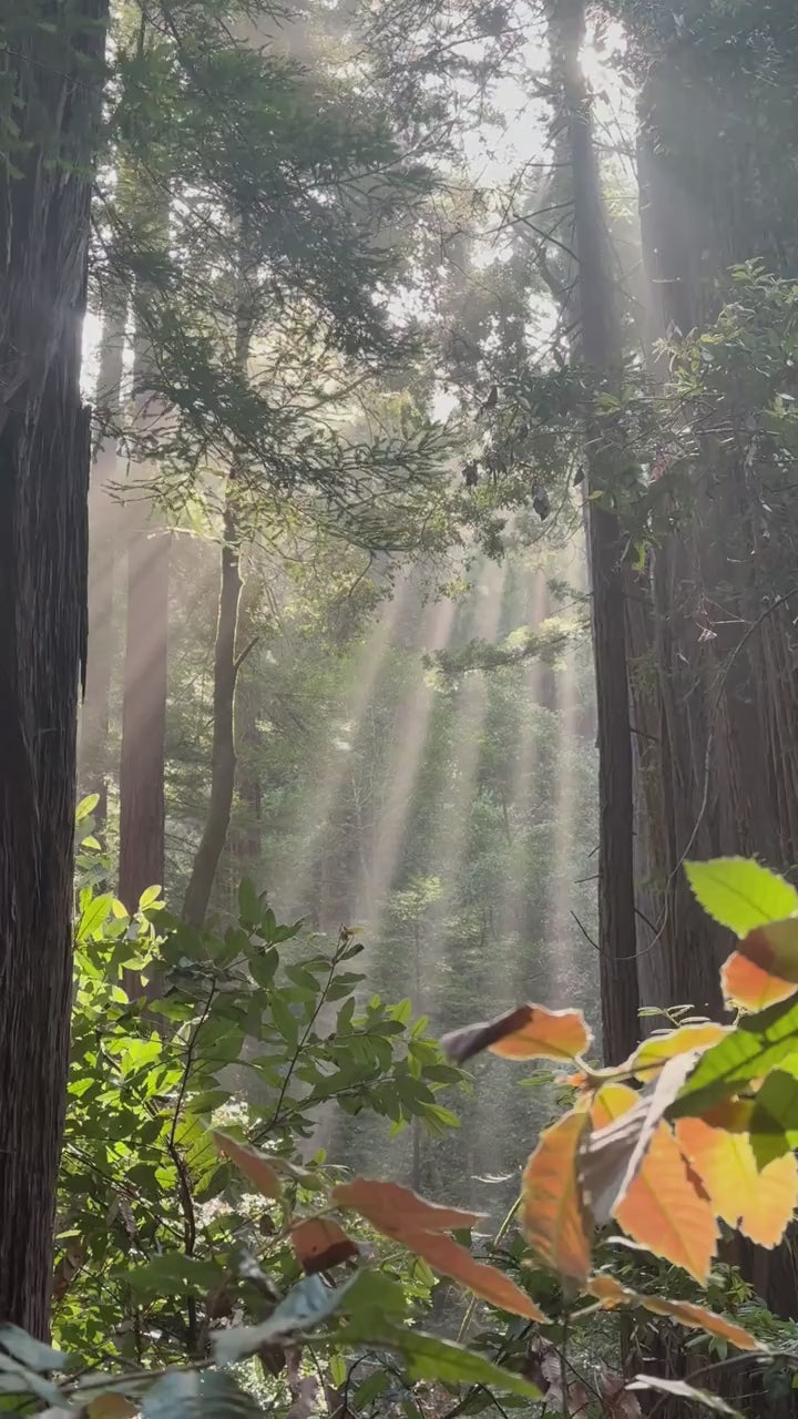Sunlight falling through the redwood forest
